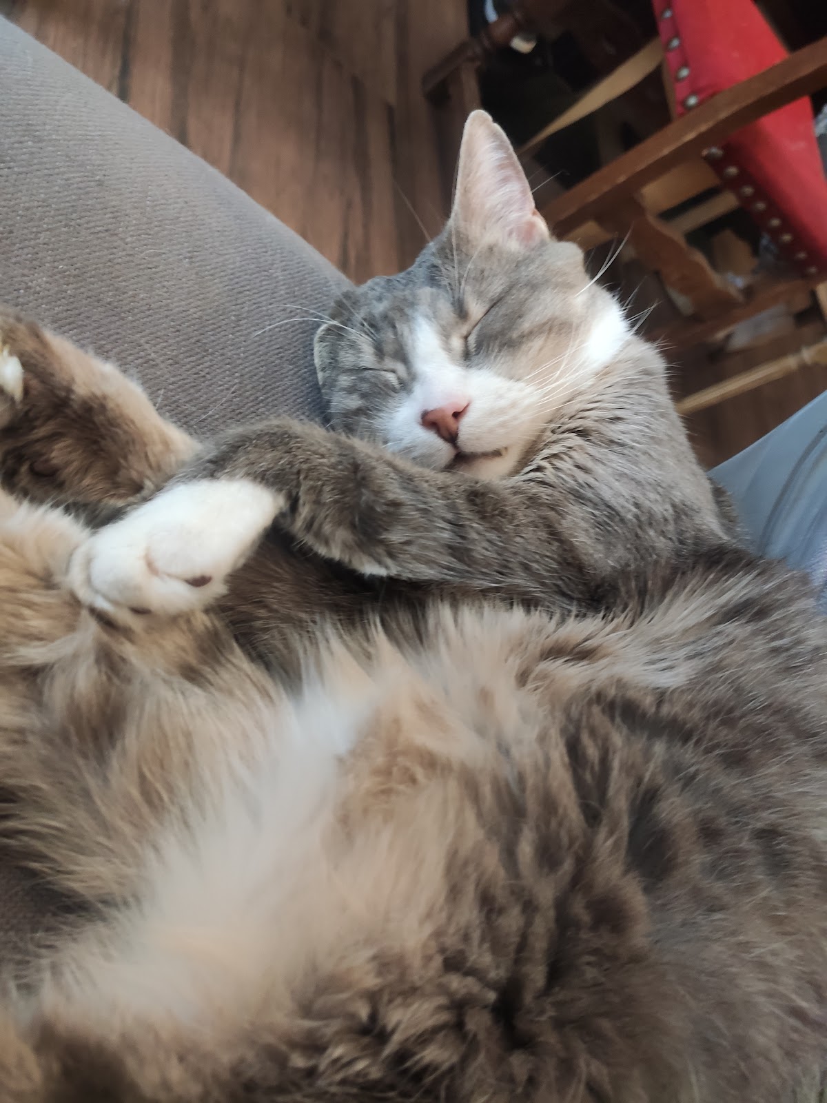 Le Café des Chats photo 2