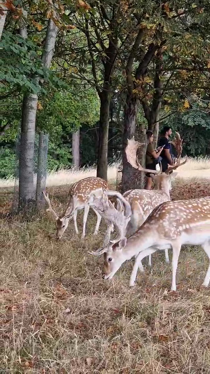 Phoenix Park photo 2
