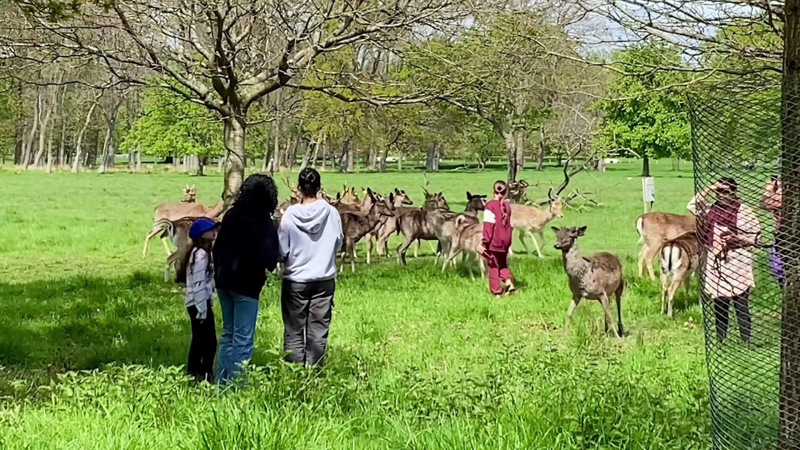 Phoenix Park photo 4