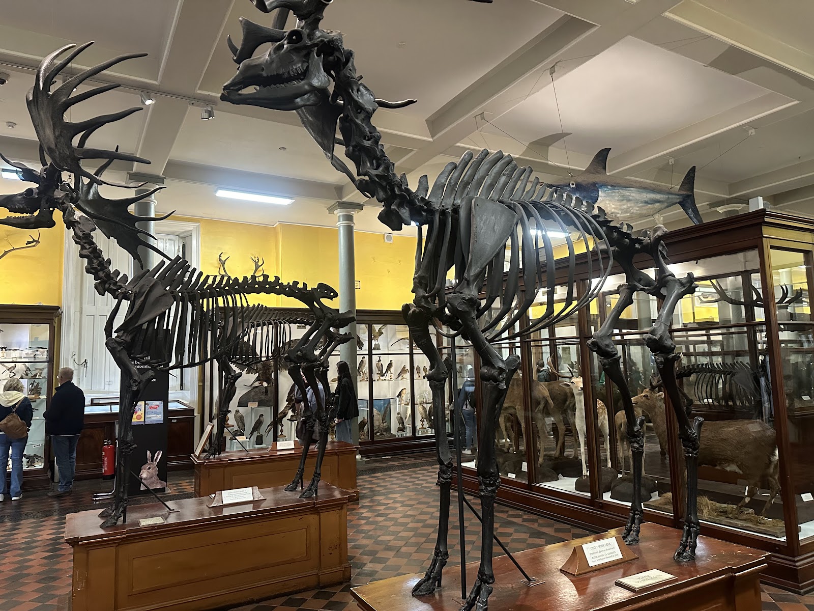 National Museum of Ireland, Kildare Street photo 5