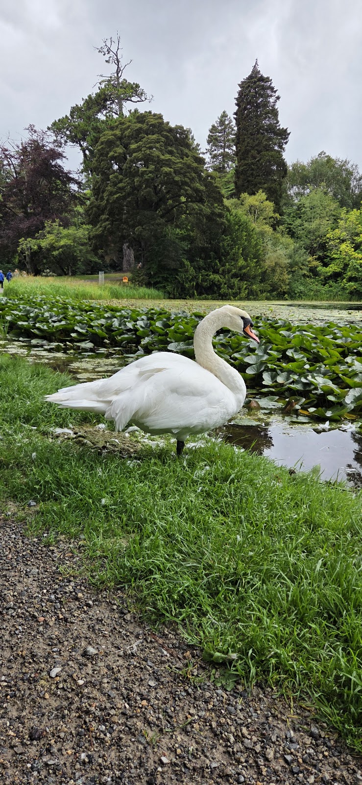 Powerscourt House & Gardens photo 3