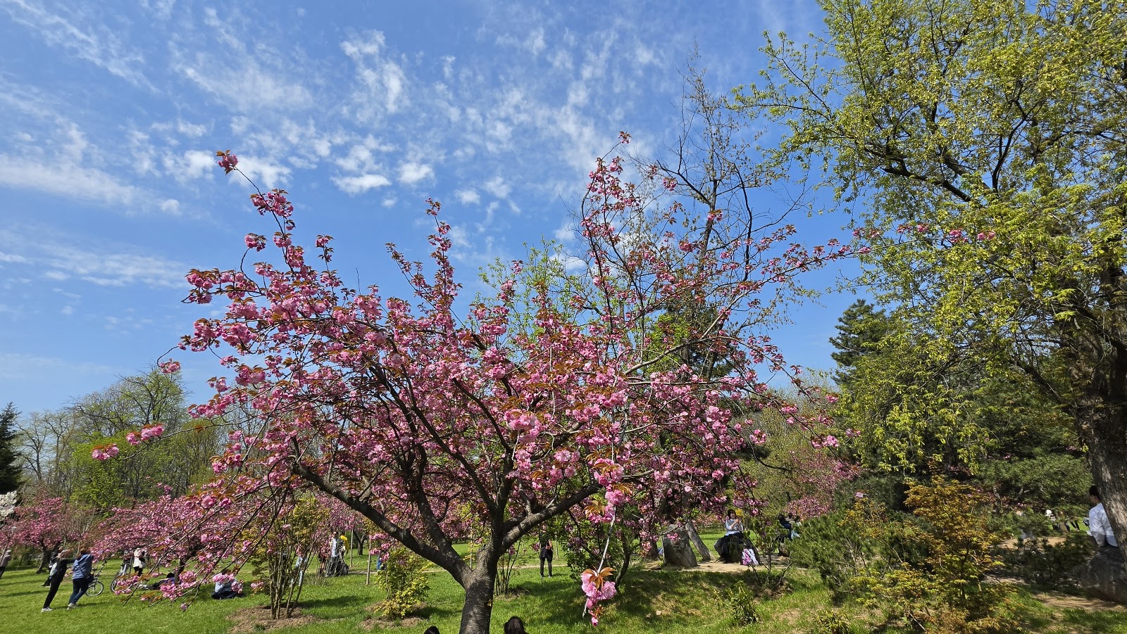 King Mihai I Park photo 7