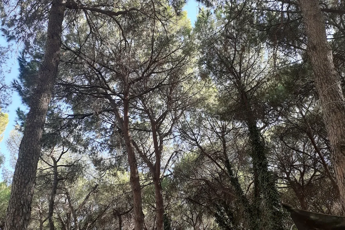 Çamlık Parkı photo 1