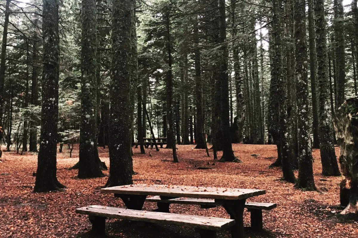 Sarıalan Campground photo 1