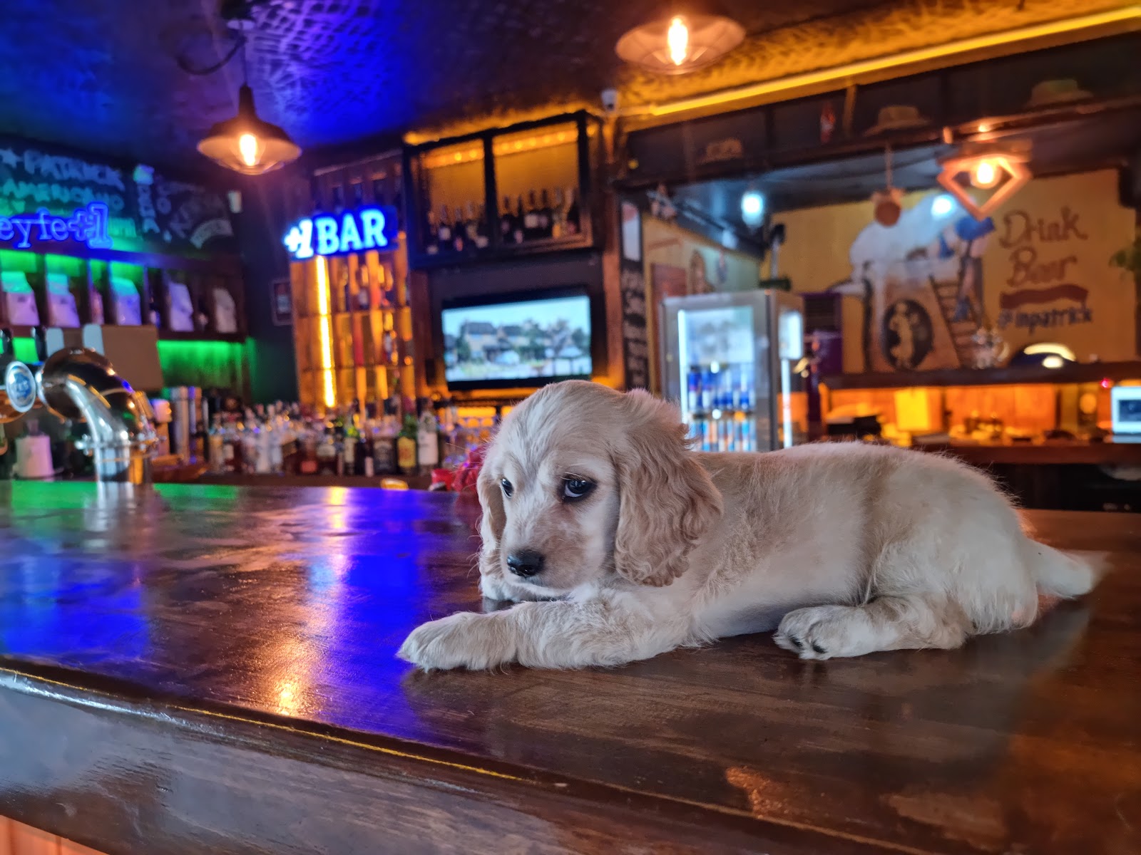 Patrick Irish Pub photo 1