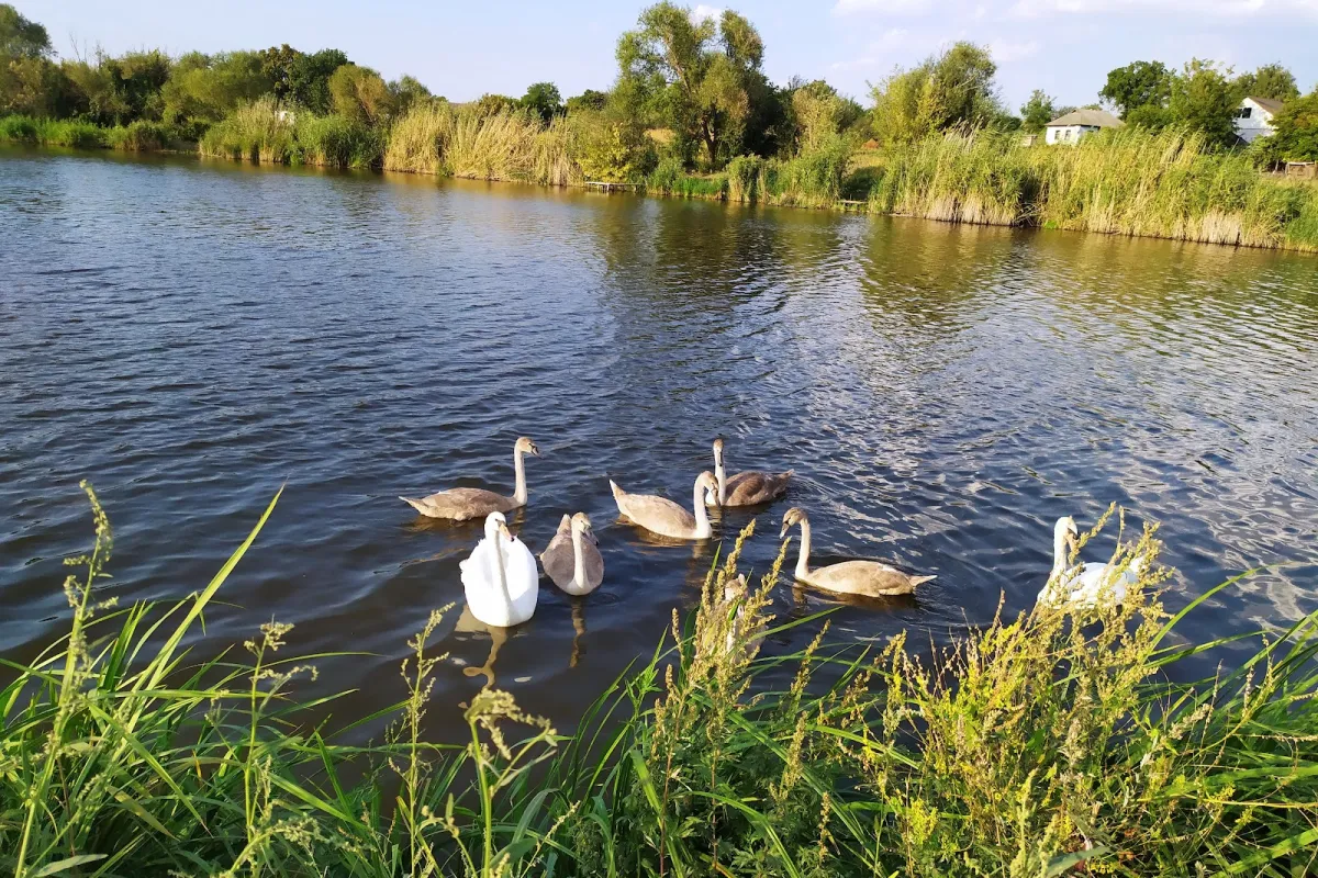 Synytsya River photo 1