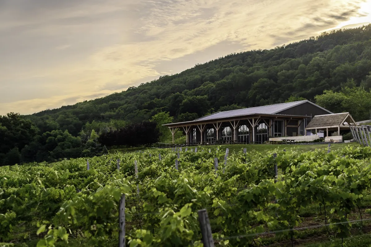 Benjamin Bridge Vineyards photo 1