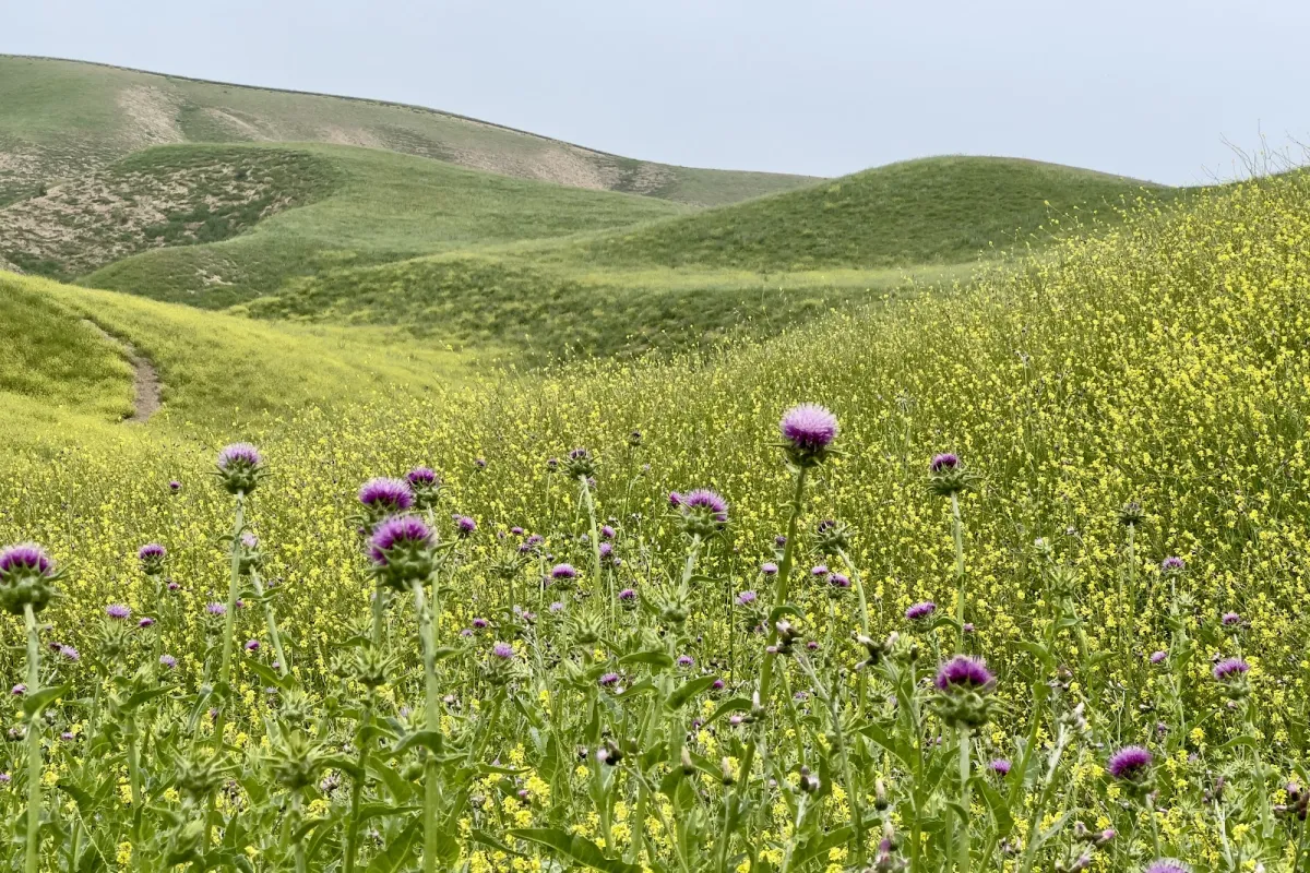 Golestan National Park photo 1