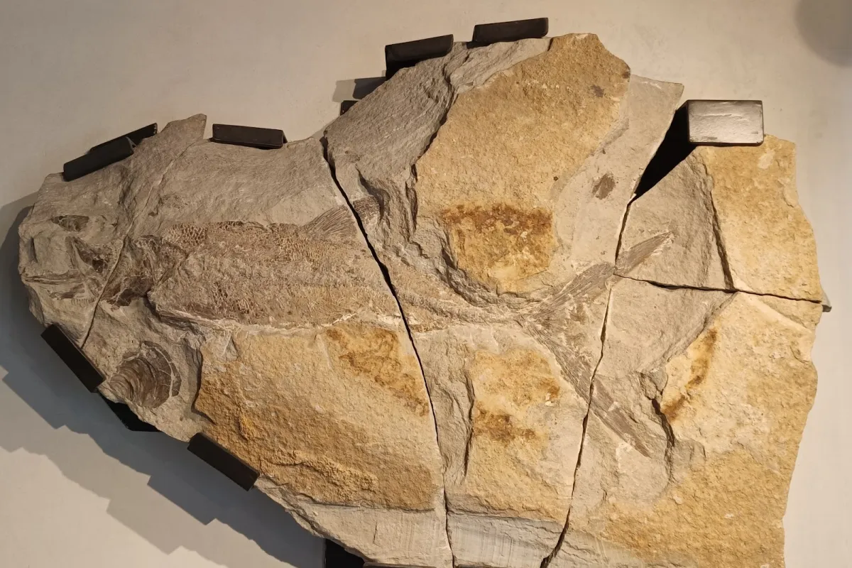 Museo Génesis photo 1
