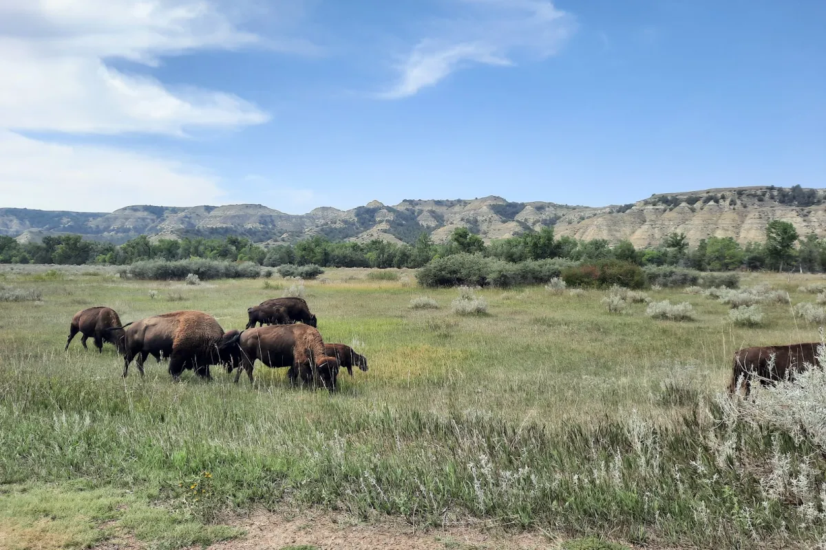Theodore Roosevelt National Park photo 1