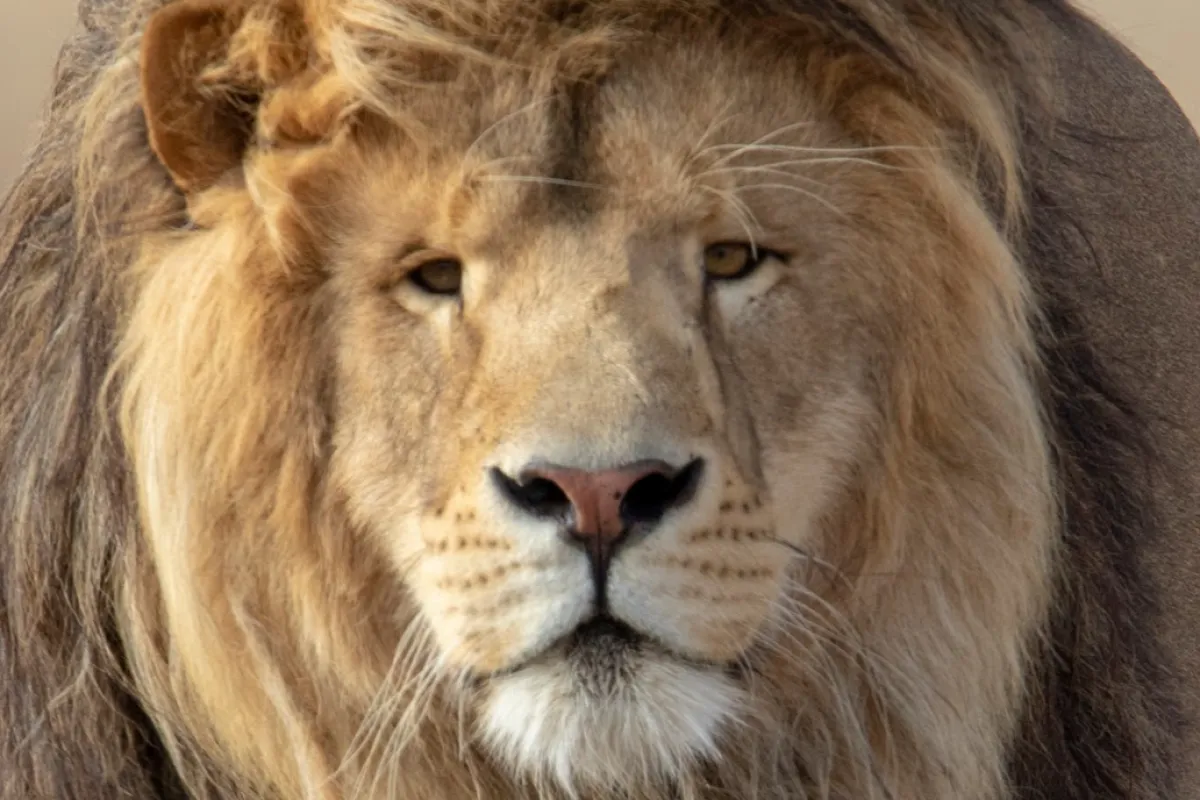 The Wild Animal Sanctuary photo 1