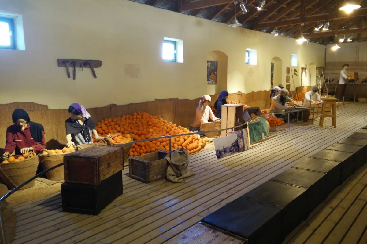 Minkov Citrus Orchard Museum photo 1