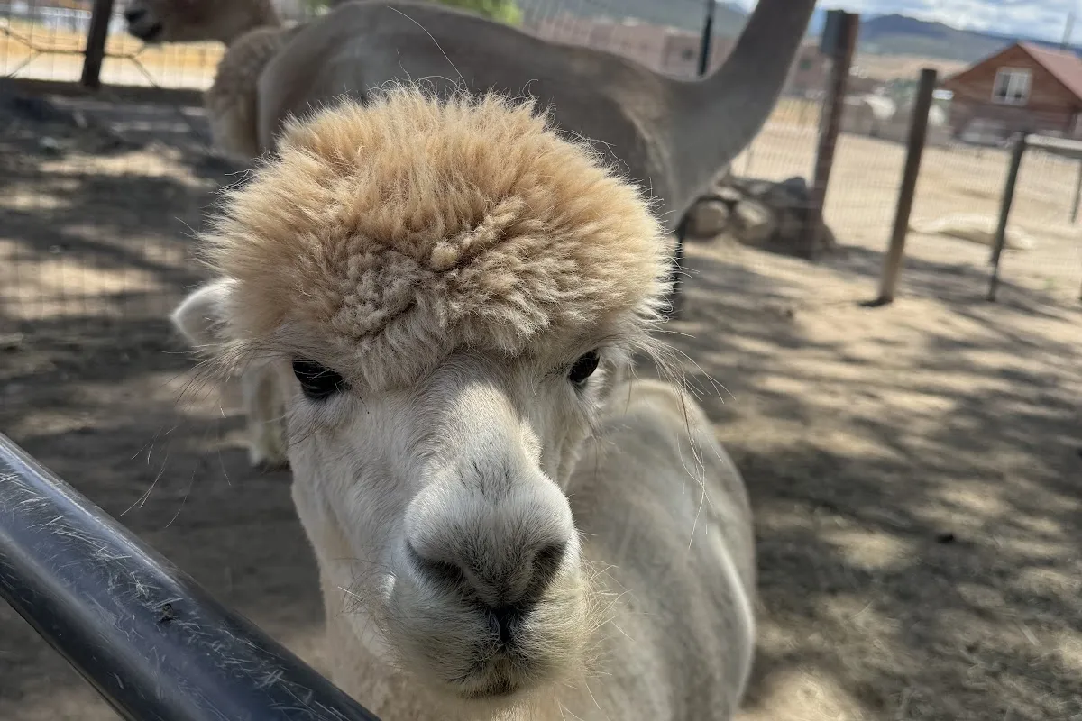 Sopris Alpaca Farm photo 1