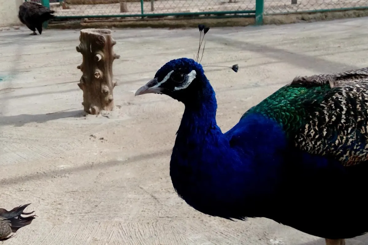 حديقة الطيور photo 1