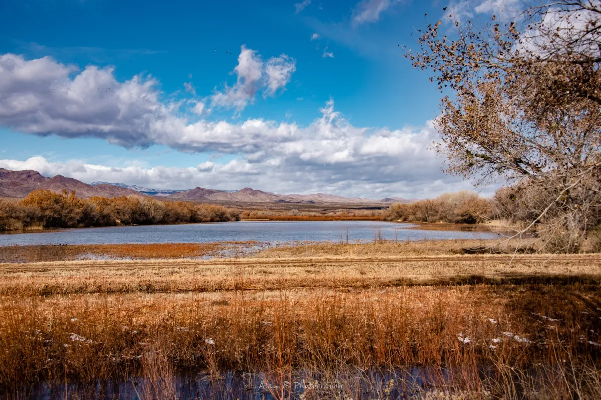 Bosque del Apache National Wildlife Refuge Visitor Center photo 1