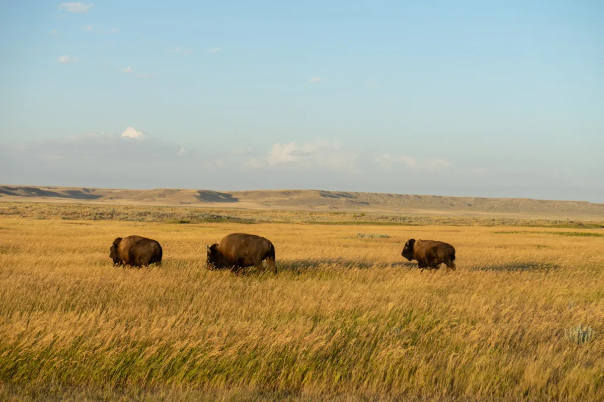Grasslands National Park photo 1