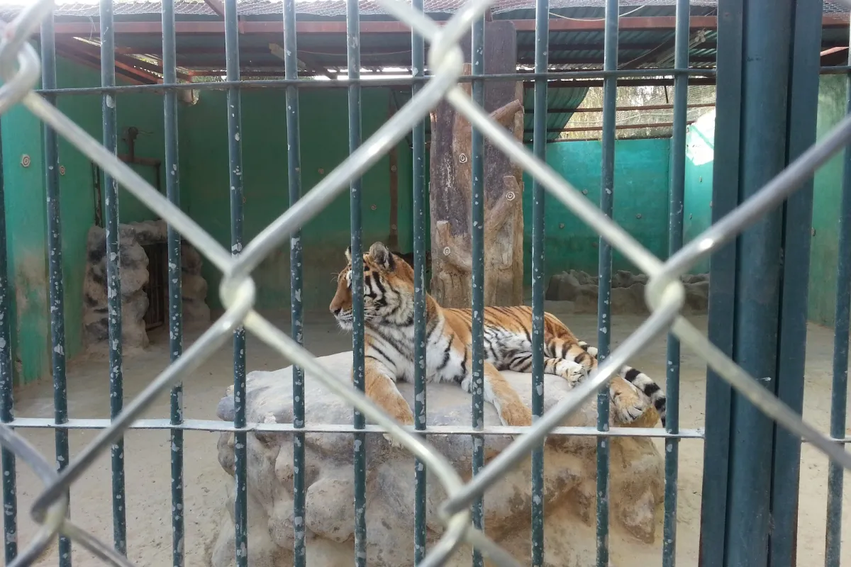 Ghamadan Zoo photo 1
