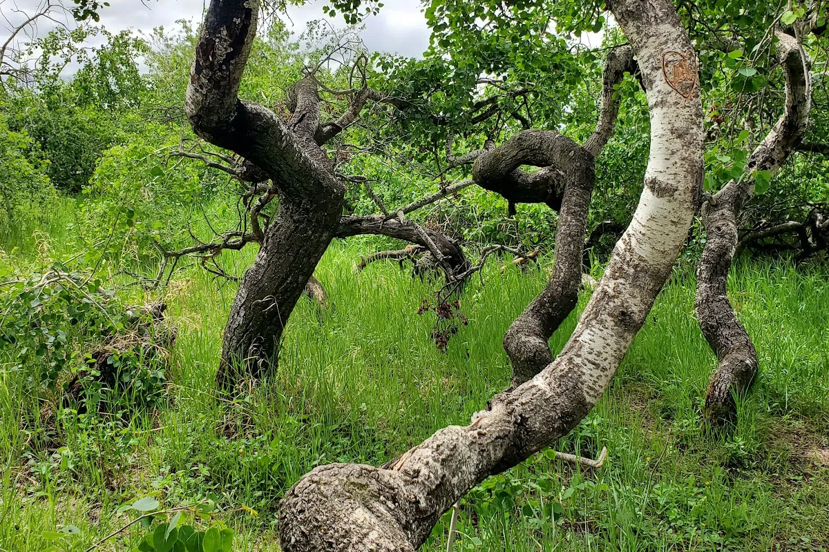 The Crooked Bush photo 1
