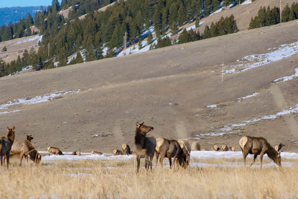National Elk Refuge & Greater Yellowstone Visitor Center photo 1