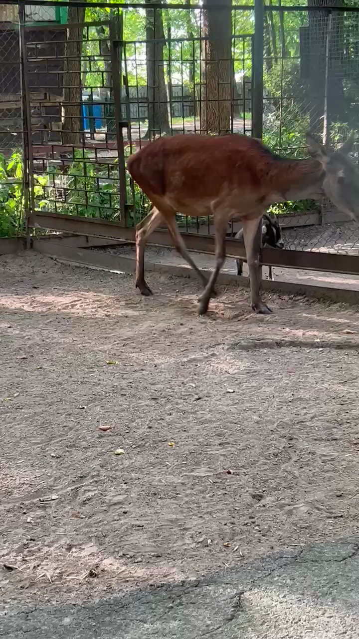 Viciebsk Zoo photo 6