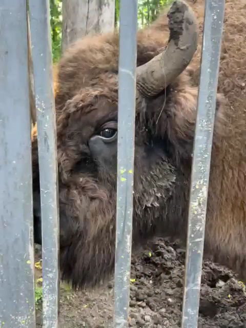 Viciebsk Zoo photo 4
