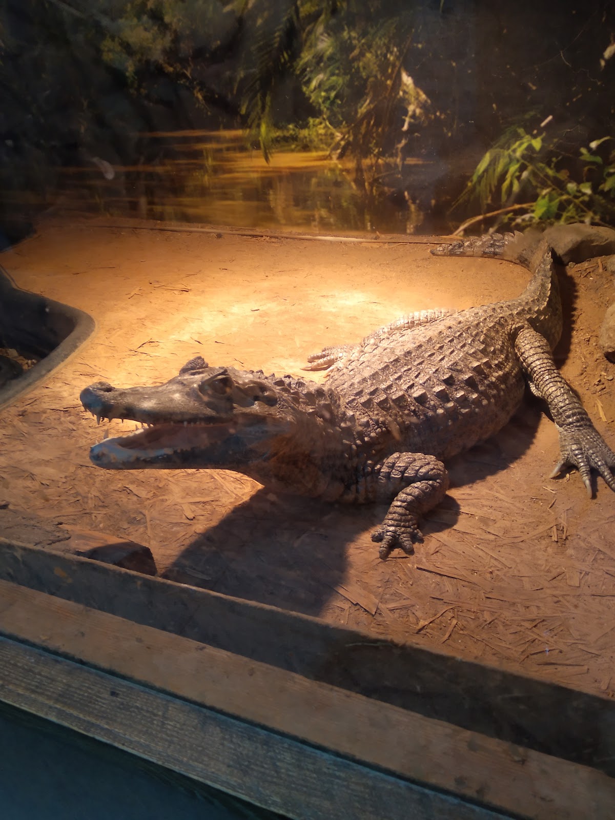 Viciebsk Zoo photo 2