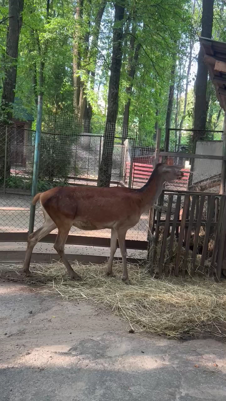Viciebsk Zoo photo 5