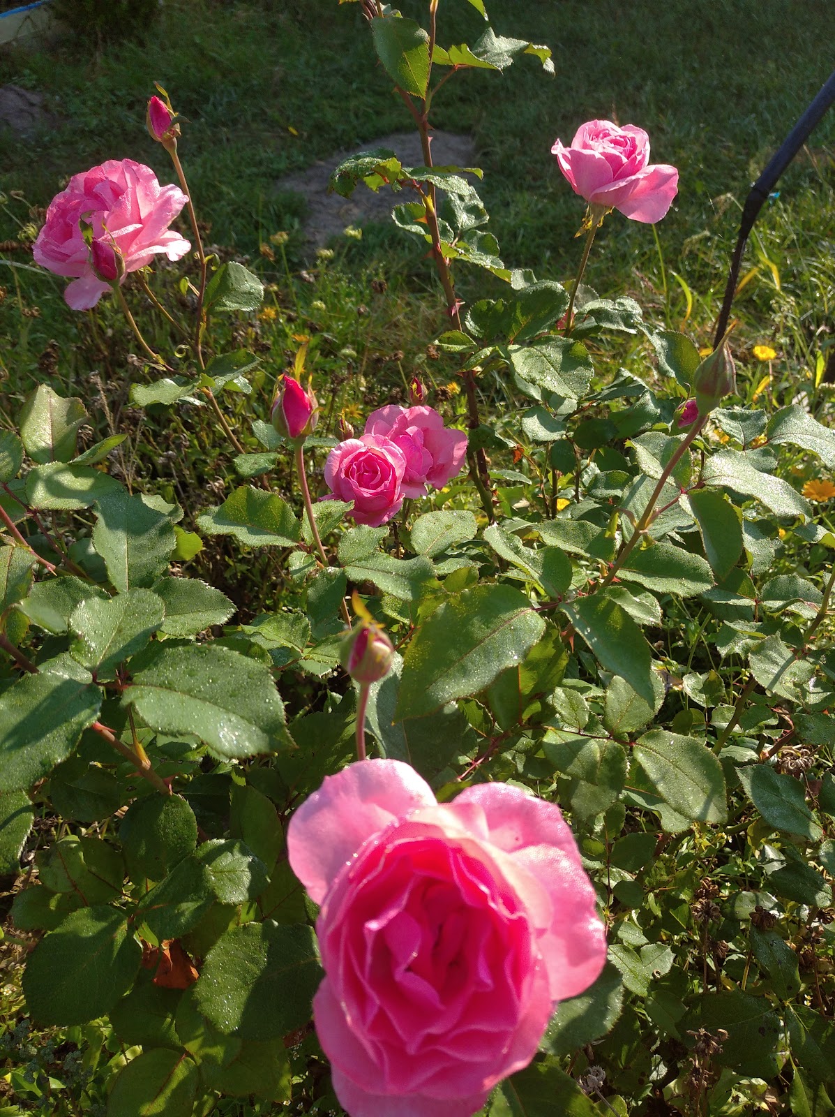 Беккер Беларусь photo 4