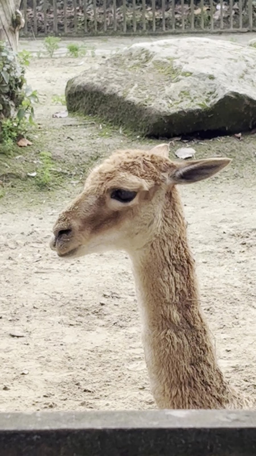 La Ménagerie, le zoo du Jardin des Plantes photo 2