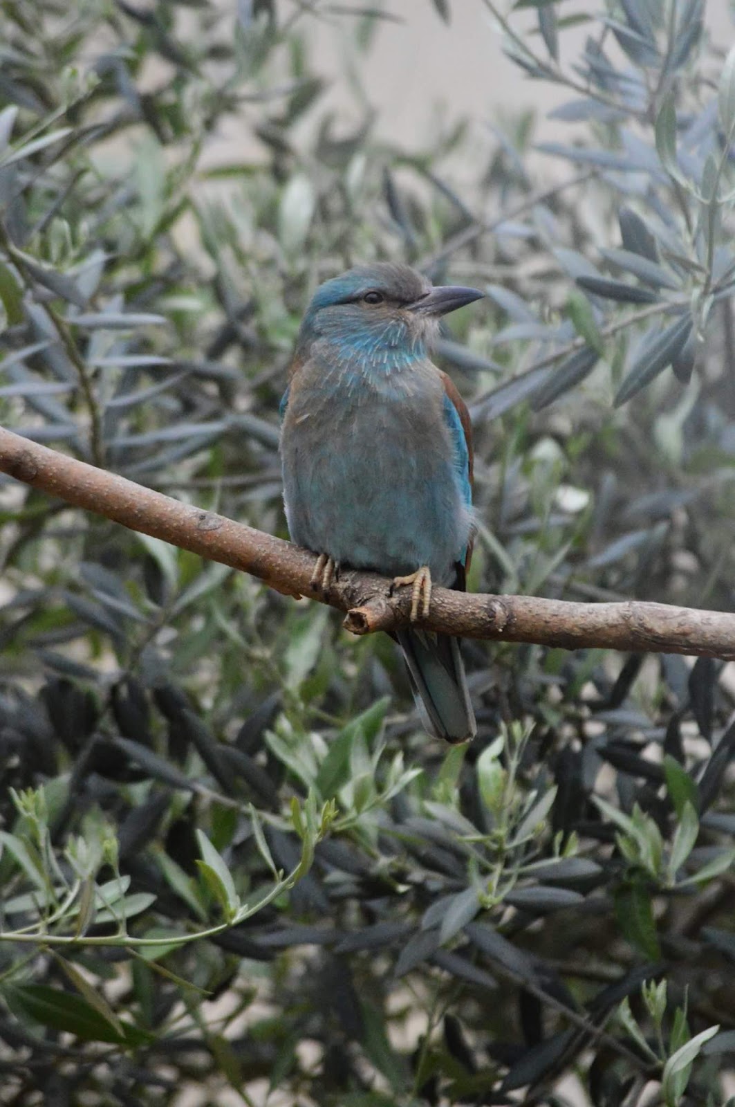 La Ménagerie, le zoo du Jardin des Plantes photo 7