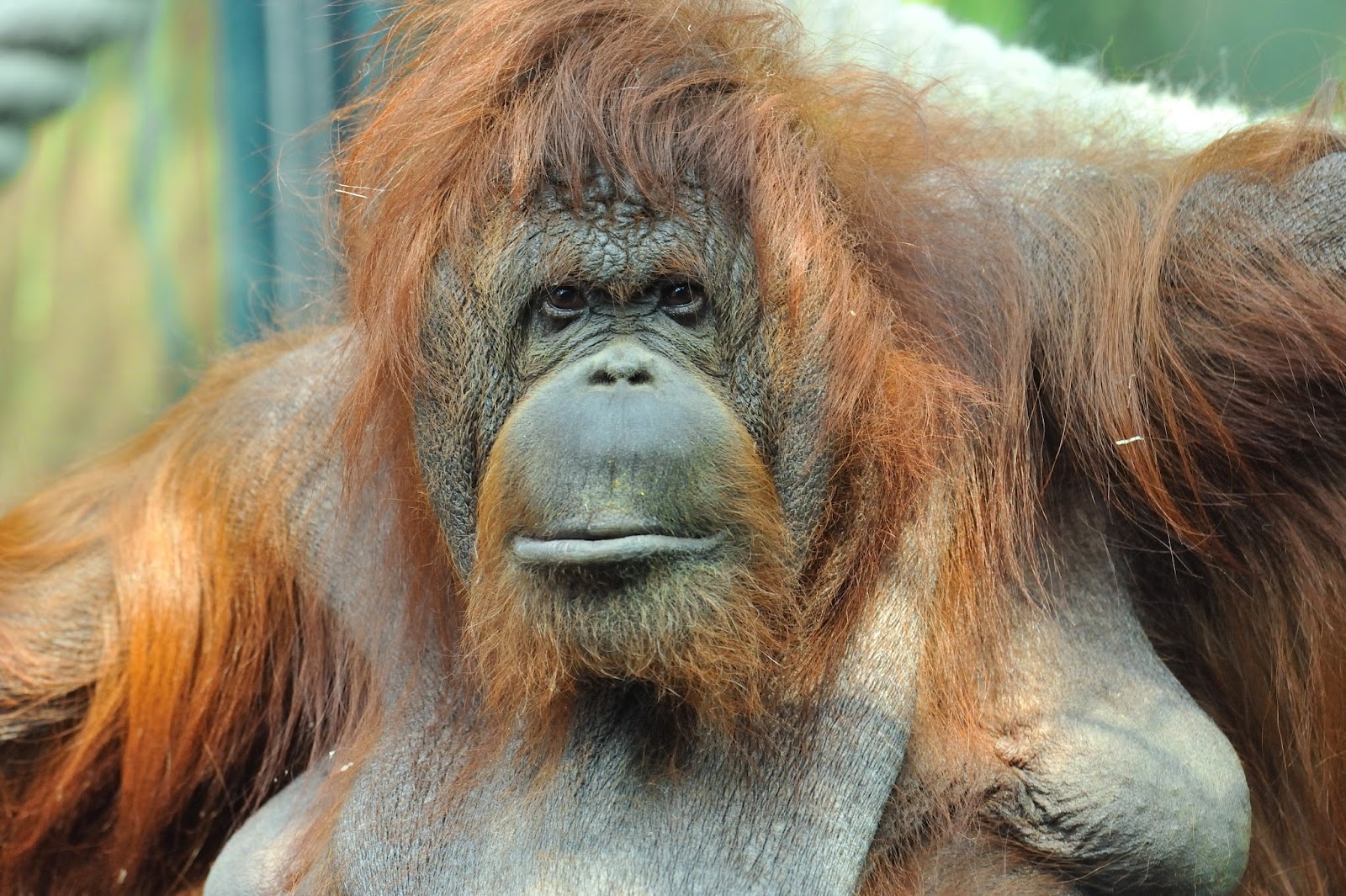 La Ménagerie, le zoo du Jardin des Plantes photo 9