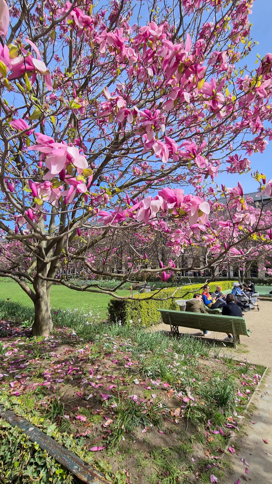 Jardin du Palais Royal photo 7