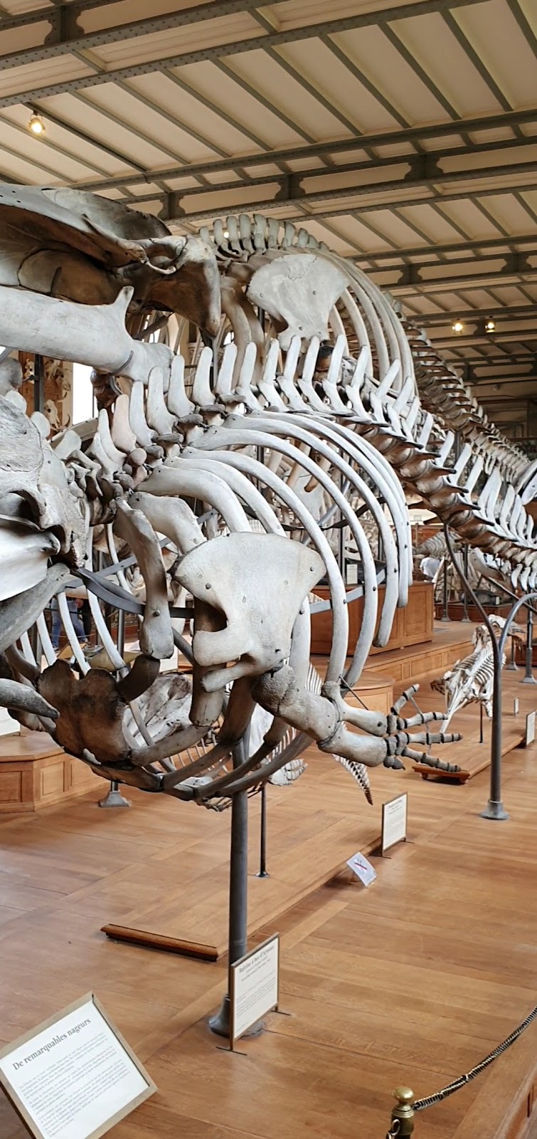 National Museum of Natural History photo 4