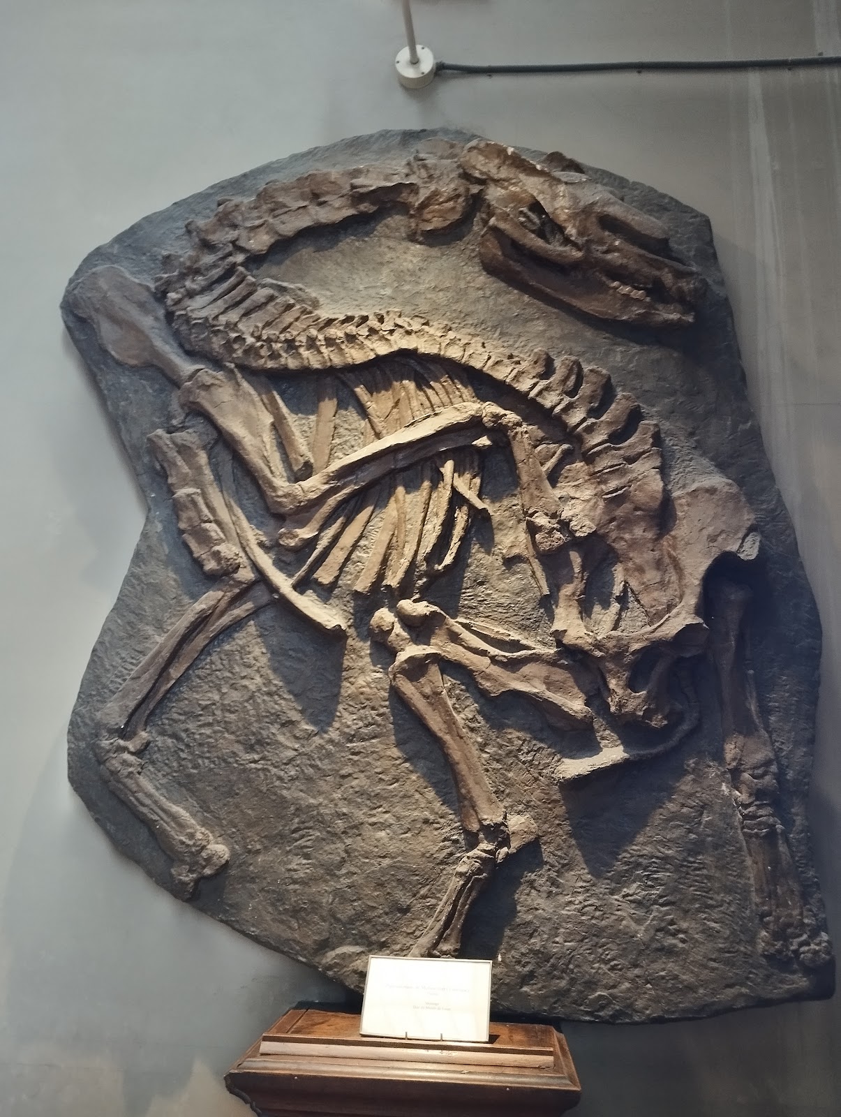 National Museum of Natural History photo 2