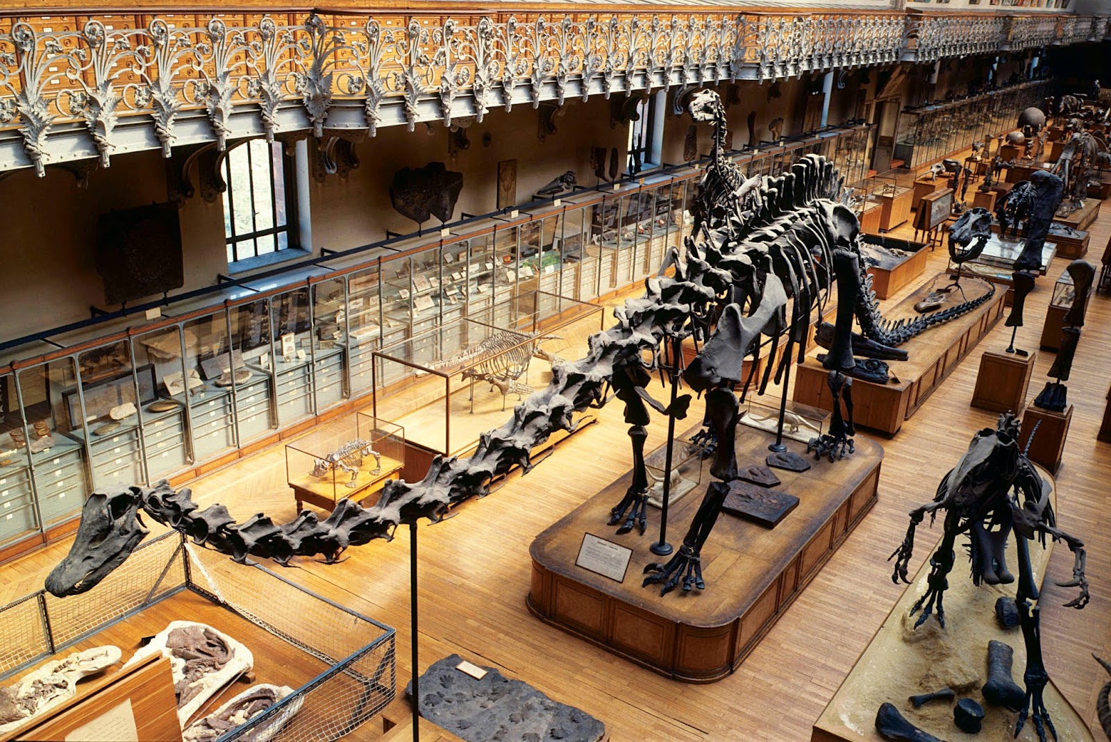 Galerie de Paléontologie et d’Anatomie comparée photo 9