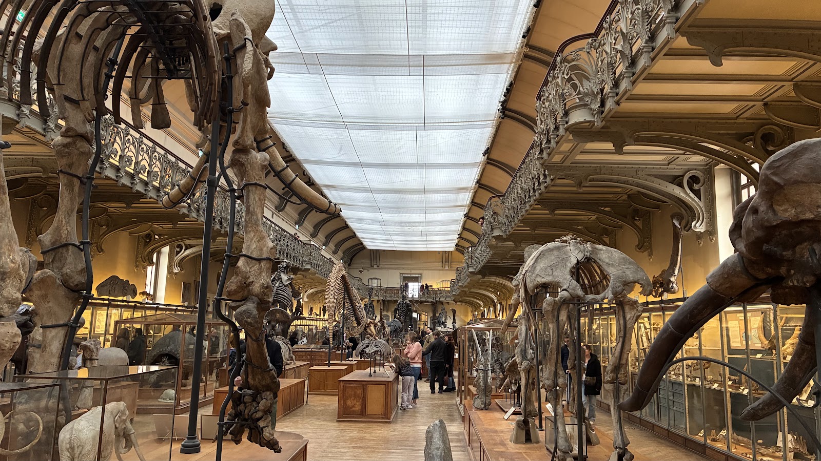Galerie de Paléontologie et d’Anatomie comparée photo 2
