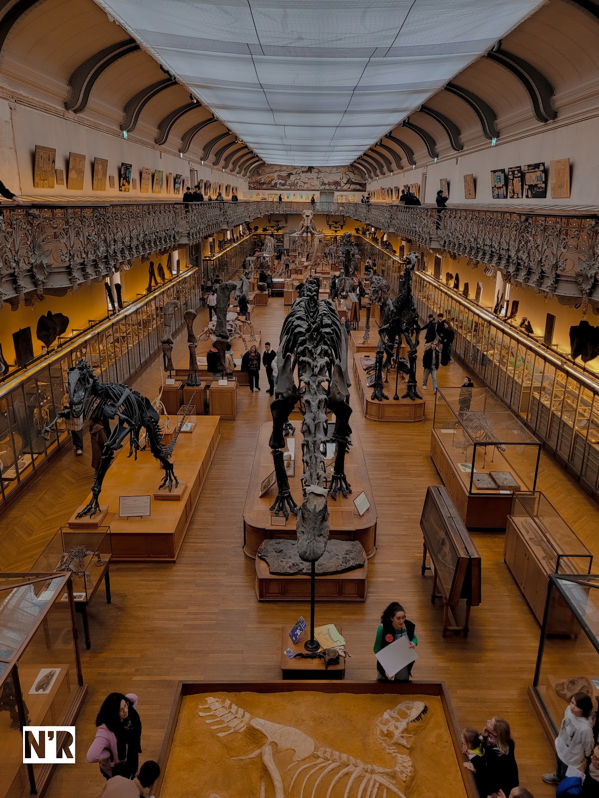 Galerie de Paléontologie et d’Anatomie comparée photo 3