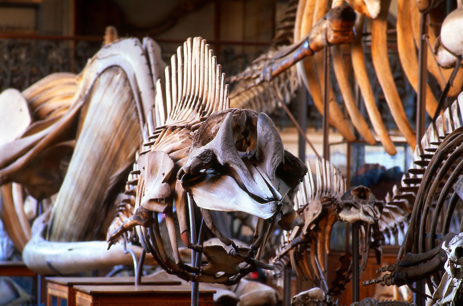 Galerie de Paléontologie et d’Anatomie comparée photo 1