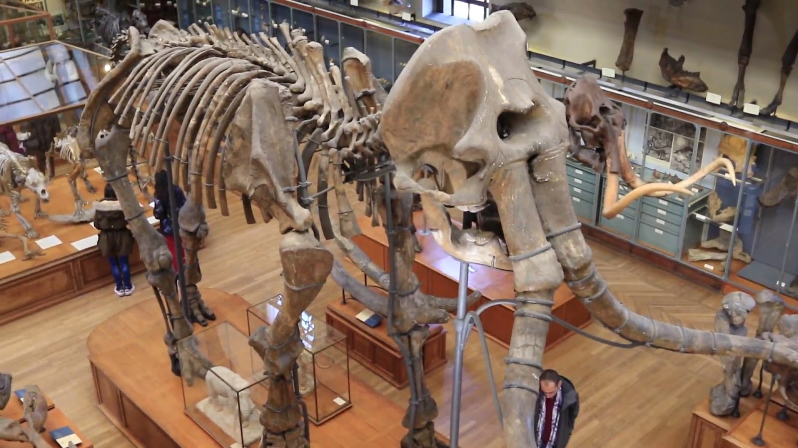 Galerie de Paléontologie et d’Anatomie comparée photo 4