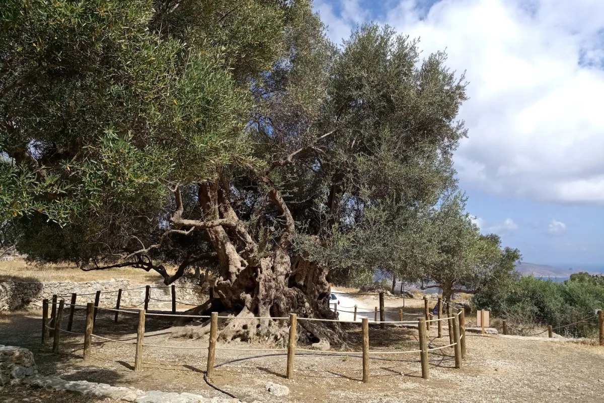 Monumental Olive Tree of Azorias (Kavousi) photo 1