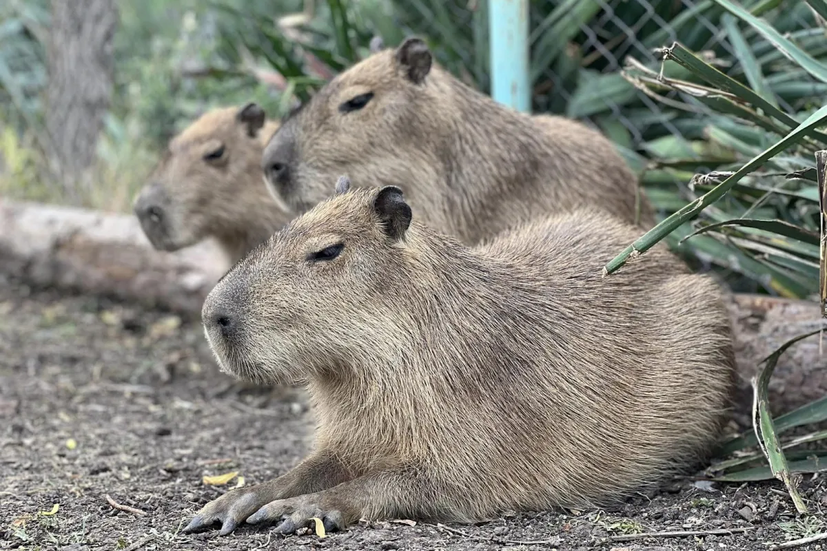 Zoo Burgas photo 1