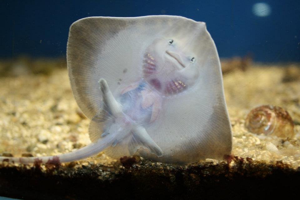 Galway Atlantaquaria photo 2