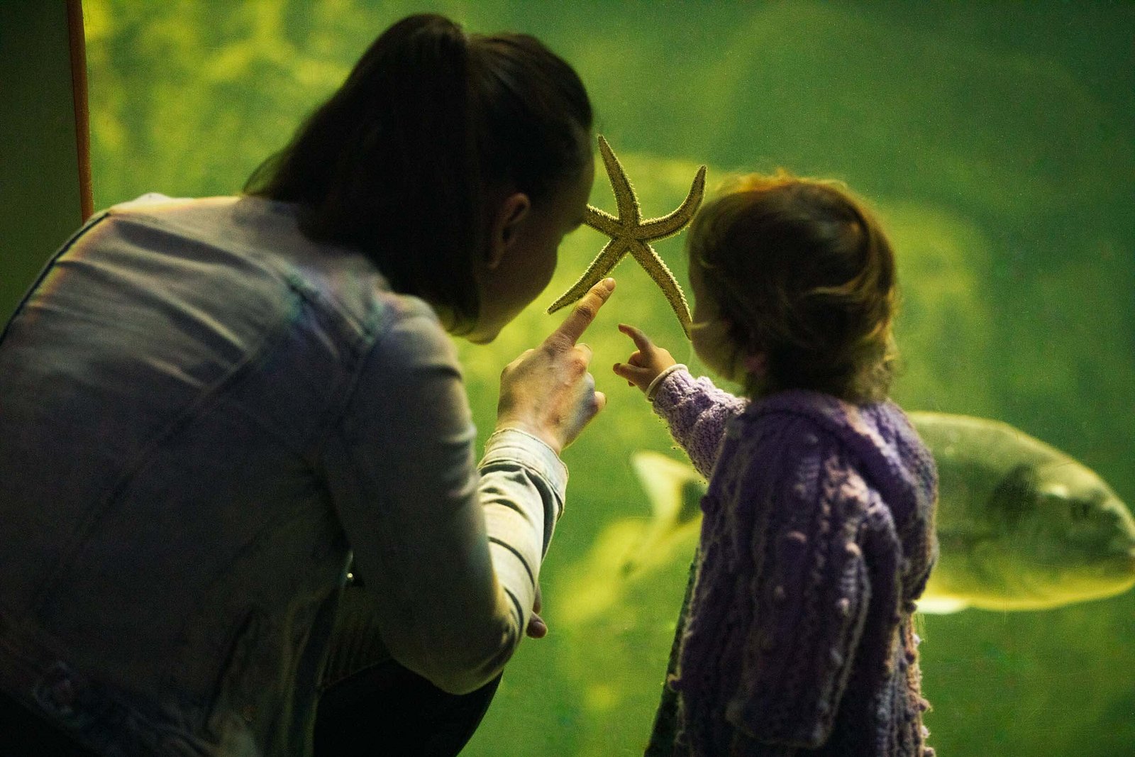 Galway Atlantaquaria photo 1