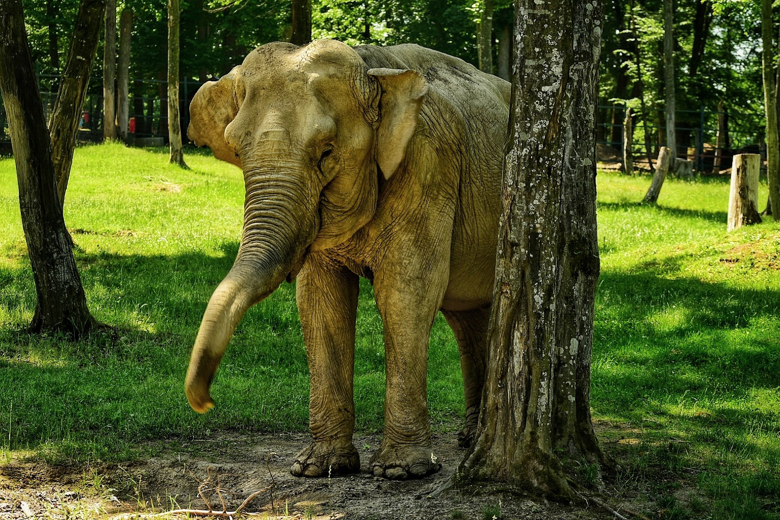 Zoo Târgu Mureș - Marosvásárhelyi Állatkert photo 2