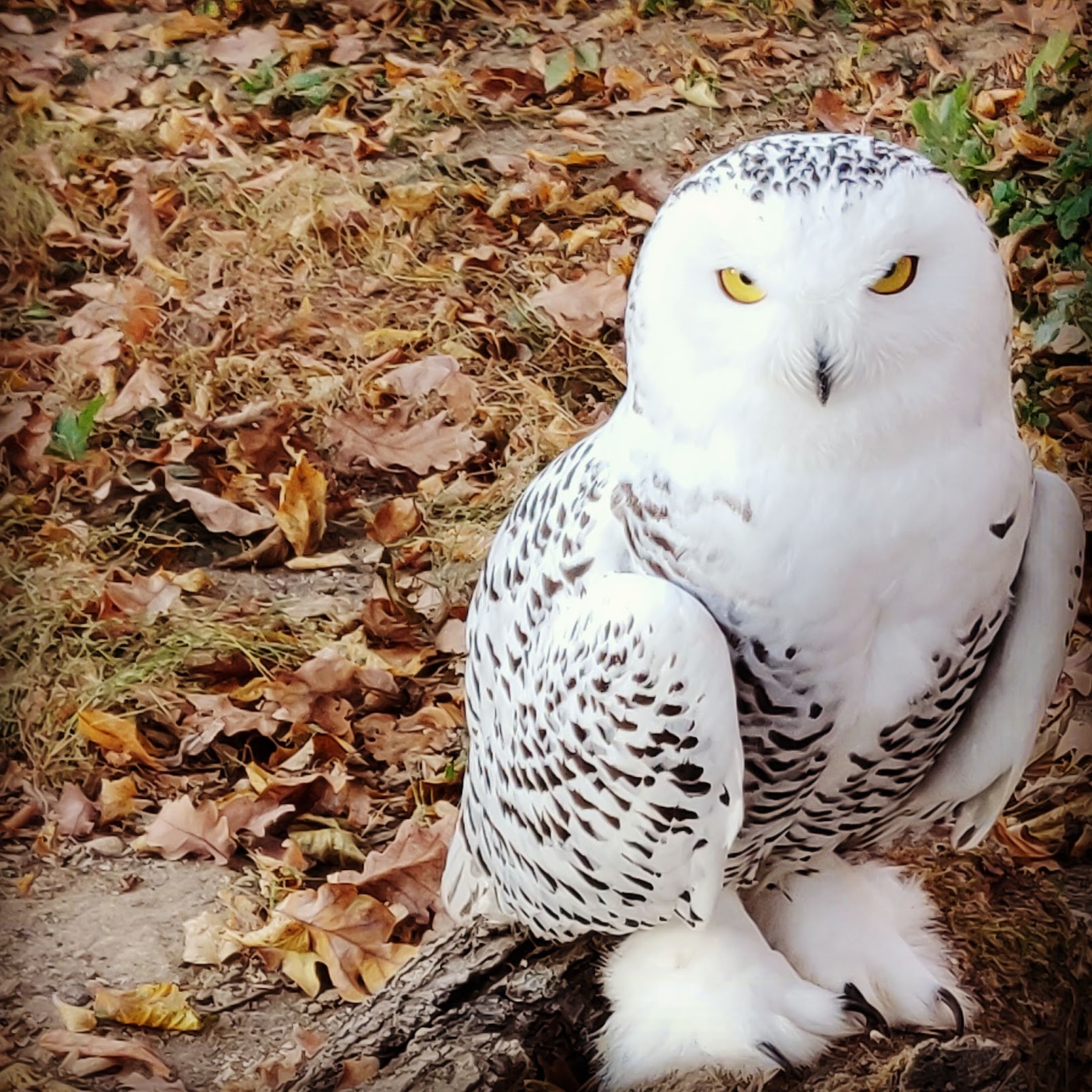 Zoo Târgu Mureș - Marosvásárhelyi Állatkert photo 7